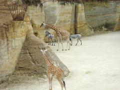 149 BIO PARC DE DOUE LA FONTAINE 2- 2016_000041